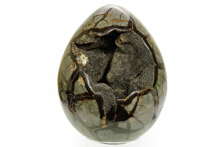 Septarian Dragon Egg Geode - Ammonite Cross Sections #364462
